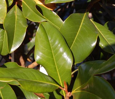 Magnolia grandiflora 'Bracken's Brown Beauty'