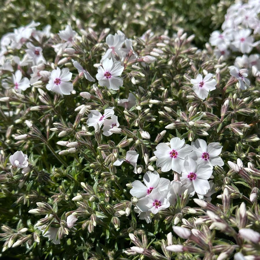 Phlox subulata 'Amazing Grace' - Moss Phlox from Pleasant Run Nursery
