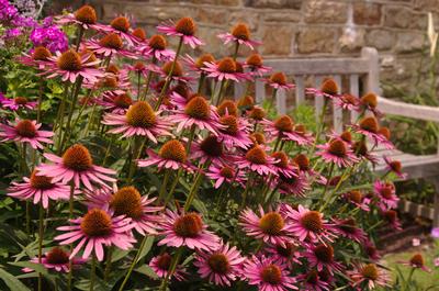 Echinacea purpurea 'Pica Bella' - Coneflower- Pica Bella from Pleasant Run Nursery