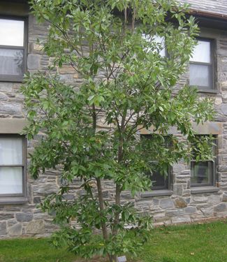 Magnolia virginiana Moonglow® (at Scott)