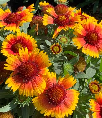 Gaillardia aristata 'Arizona Sun' - Blanket Flower from Pleasant Run Nursery