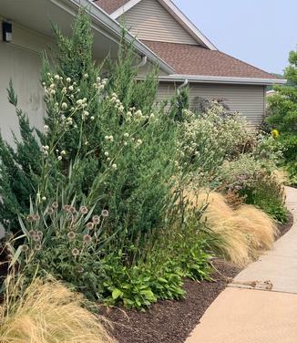 Juniperus chinensis 'Trautman' - Juniper- Trautman from Pleasant Run Nursery