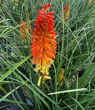 Kniphofia x Pyromania� 'Backdraft' - Red Hot Poker from Pleasant Run Nursery
