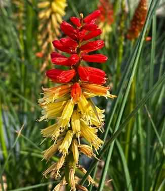 Kniphofia x Pyromania® 'Rocket's Red Glare' - Red Hot Poker from Pleasant Run Nursery