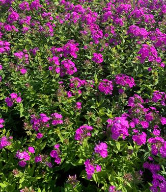 Phlox paniculata 'Cover Girl' - Garden Phlox from Pleasant Run Nursery