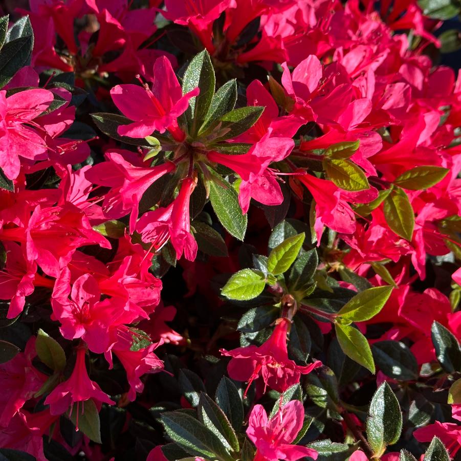 Rhododendron Encore® Autumn Ruby® - Encore Azalea from Pleasant Run Nursery