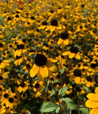 Rudbeckia triloba - Brown-Eyed Susan from Pleasant Run Nursery