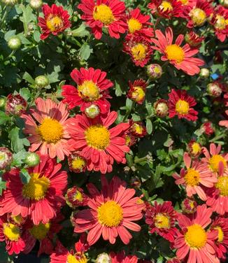 Chrysanthemum Mammoth™ 'Red Daisy'- Hardy Mum from Pleasant Run Nursery