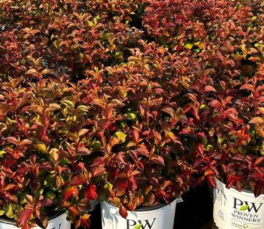 Weigela florida Midnight Sun™ - Midnight Sun Dwarf Weigela from Pleasant Run Nursery