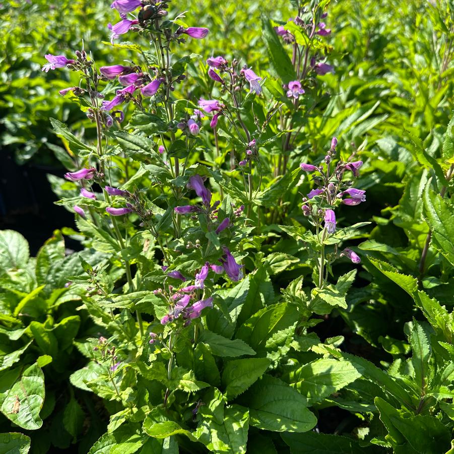 Penstemon smallii - Small's Beardtongue from Pleasant Run Nursery