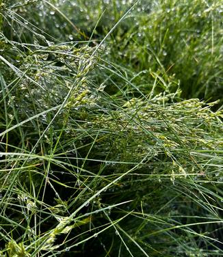 Juncus tenuis - Path Rush from Pleasant Run Nursery