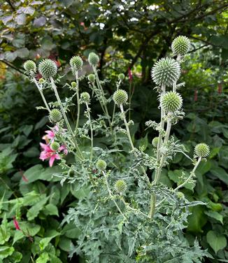 Echinops bannaticus 'Blue Glow' - Blue Glow Globe Thistle from Pleasant Run Nursery