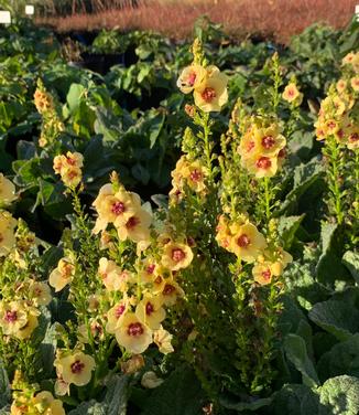 Verbascum x 'Dark Eyes' - Mullein from Pleasant Run Nursery