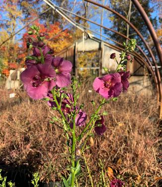 Verbascum x 'Plum Smokey' - Mullein from Pleasant Run Nursery