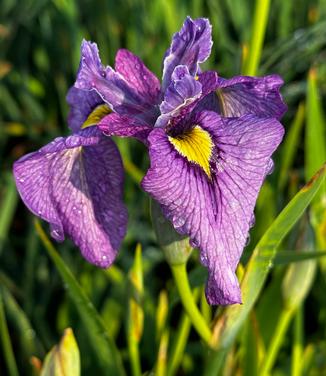 Iris pseudata 'Shiryukyo' - Pseudata Iris from Pleasant Run Nursery