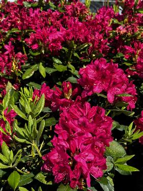 Rhododendron catawbiense 'Nova Zembla' - Catawba Rhododendron from Pleasant Run Nursery