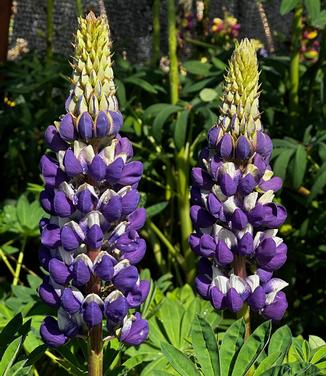 Lupine polyphyllus Westcountry™ 'Blacksmith' - Lupine from Pleasant Run Nursery