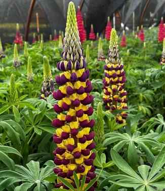 Lupine polyphyllus Westcountry™ 'Manhattan Lights' - Lupine from Pleasant Run Nursery