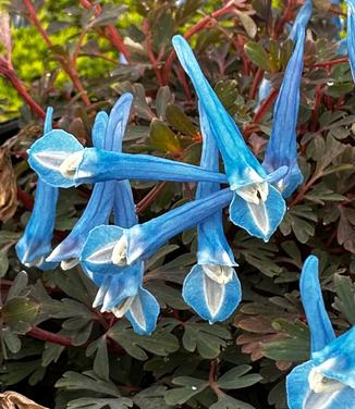 Corydalis 'Blue Heron' - Corydalis Blue Panda from Pleasant Run Nursery