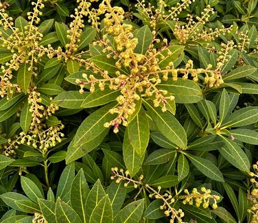 Pieris japonica 'Cavatine' - Andromeda from Pleasant Run Nursery