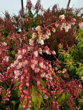 Pieris japonica 'Valley Rose' - Valley Rose Jap. Andromeda from Pleasant Run Nursery