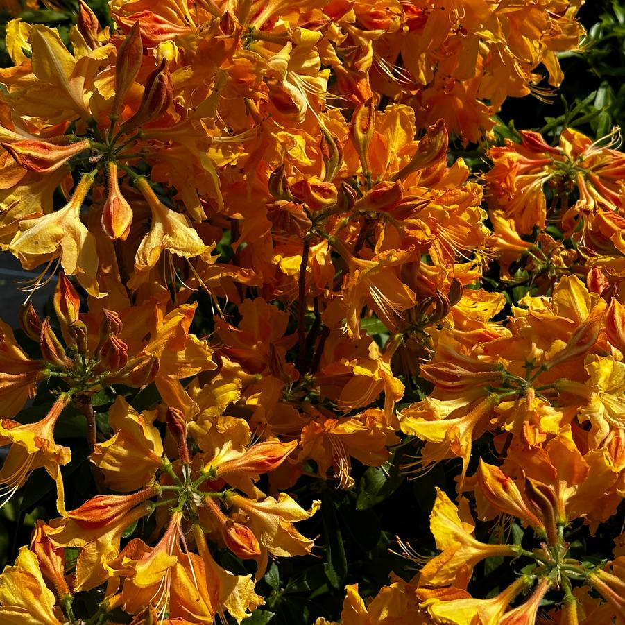 Rhododendron 'Golden Lights' - Azalea (deciduous) from Pleasant Run Nursery