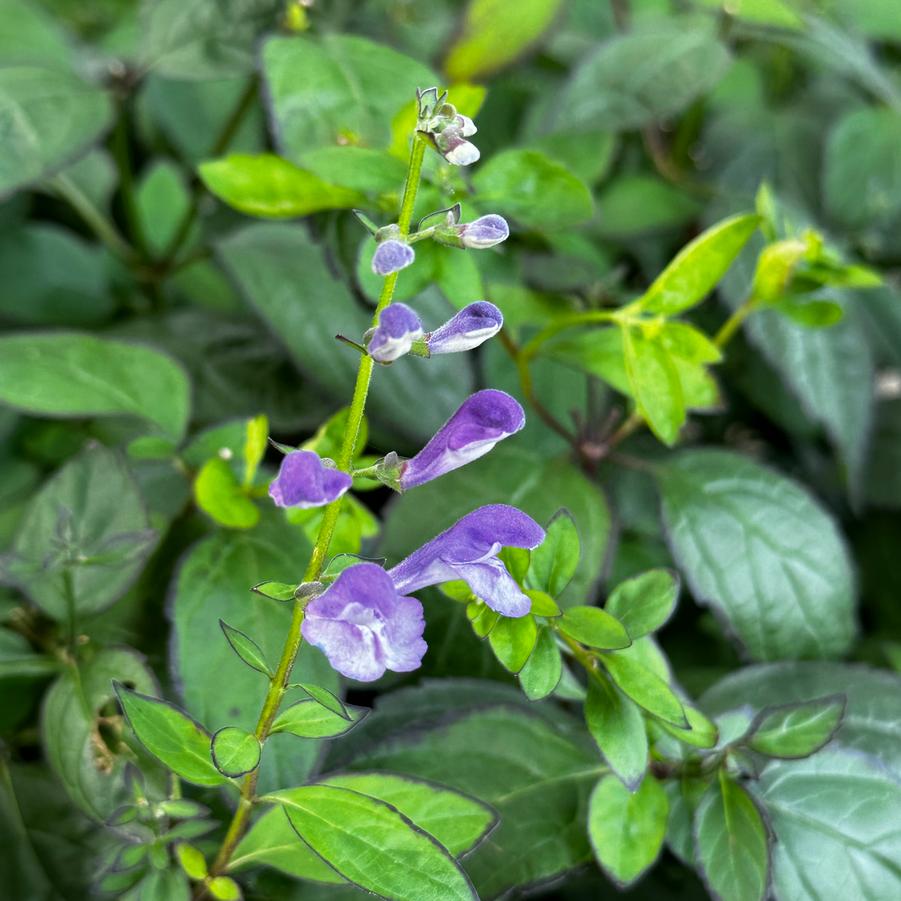 Scutellaria x 'Appalachian Blues' - Skullcap from Pleasant Run Nursery