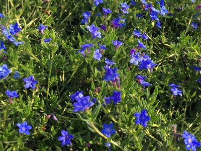 Lithodora diffusa 'Gold 'n Sapphires' - Lithodora- Grace Ward from Pleasant Run Nursery