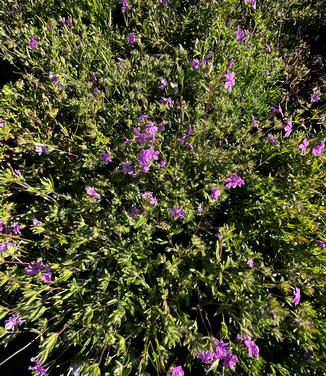 Silene caroliniana - Wild Pink from Pleasant Run Nursery