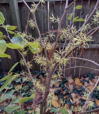 Hamamelis virginiana 'Christmas Gold' - (Photo: Randy Kobetich)