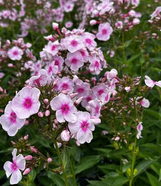 Phlox paniculata 'Luminary Opalescence' - Garden Phlox from Pleasant Run Nursery