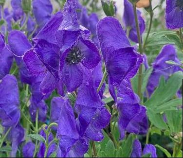 Aconitum fischeri - Fischer's Monkshood from Pleasant Run Nursery