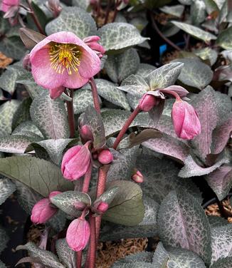 Helleborus x 'Frostkiss Dorothy's Dawn' - Hellebore, Lenten Rose from Pleasant Run Nursery