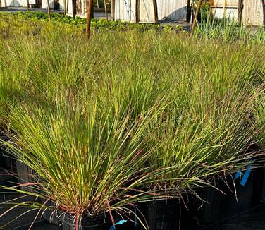 Schizachyrium scoparium 'Blaze' - Little Blue Stem from Pleasant Run Nursery