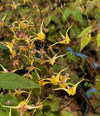 Epimedium x 'Songbirds' - Barrenwort from Pleasant Run Nursery