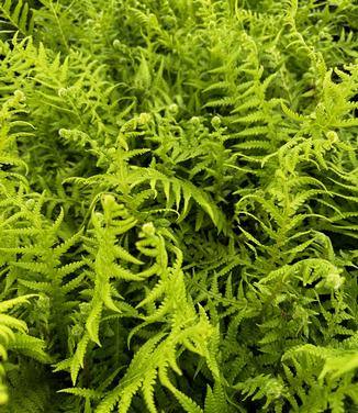 Thelypteris decursive-pinnata - Japanese Beech Fern from Pleasant Run Nursery