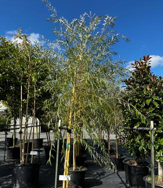 Salix alba 'Tristis' - Weeping Willow from Pleasant Run Nursery