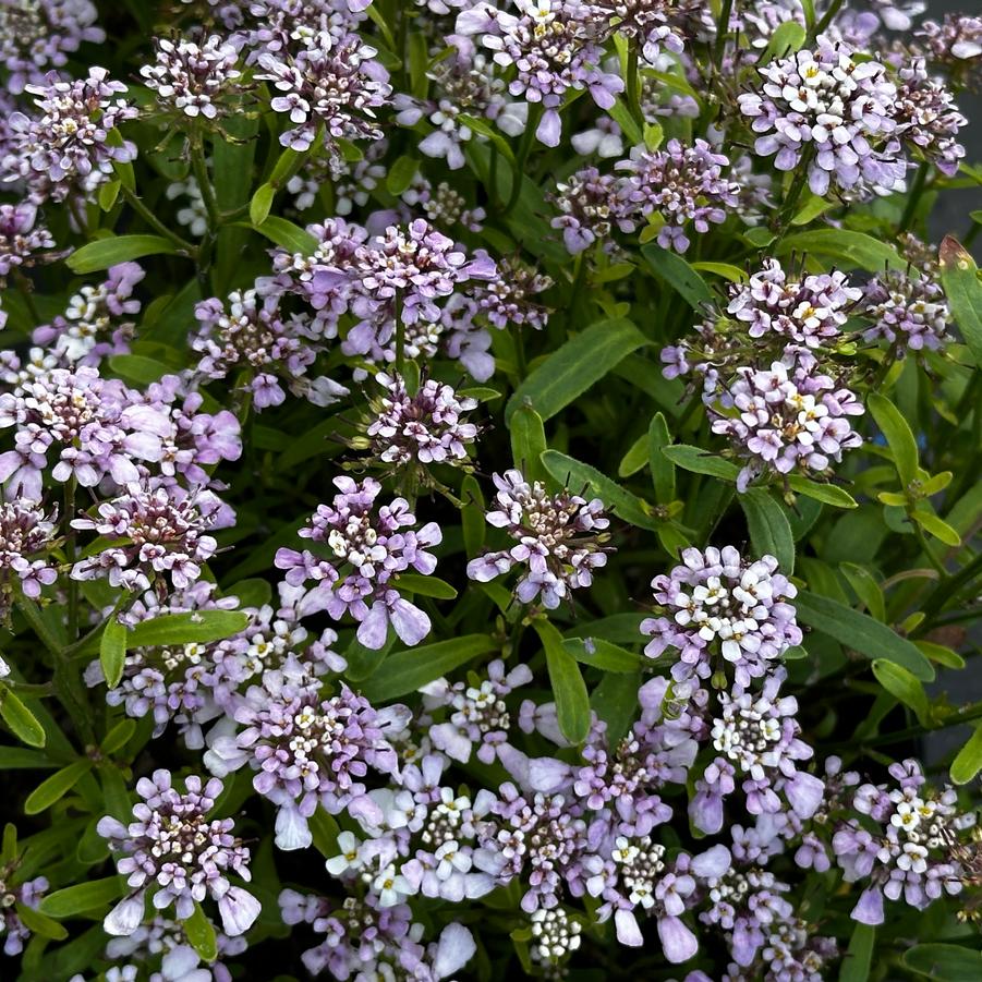 Iberis sempervirens First Flush™ 'Lavender' - Candytuft from Pleasant Run Nursery