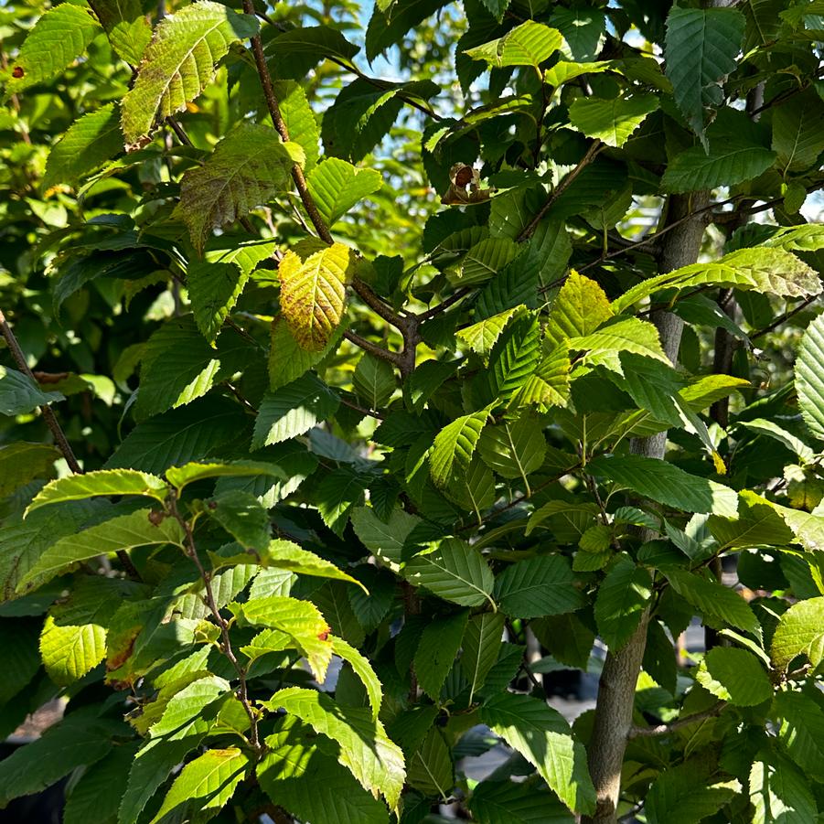 Carpinus caroliniana Fire King™ - American Hornbeam from Pleasant Run Nursery