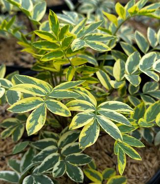 Polemonium pulcherrimum 'Golden Feathers' - Stairway to Heaven Jac. Ladder from Pleasant Run Nursery