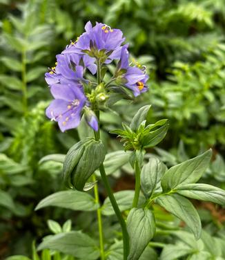 Polemonium yezoense 'Purple Rain' - Stairway to Heaven Jac. Ladder from Pleasant Run Nursery