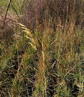 Sorghastrum nutans - Yellow Prairie Grass from Pleasant Run Nursery