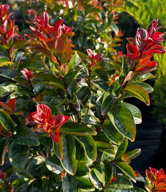 Lagerstroemia 'Purple Magic' - Crapmyrtle from Pleasant Run Nursery