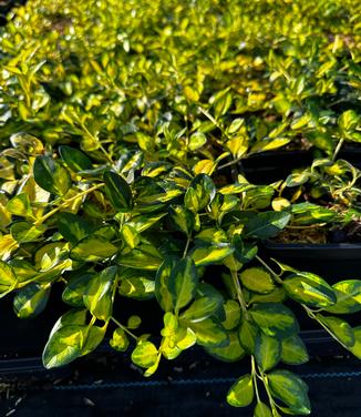 Vinca minor 'Illumination' - Periwinkle from Pleasant Run Nursery