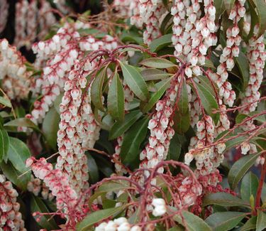 Pieris japonica 'Dorothy Wycoff'