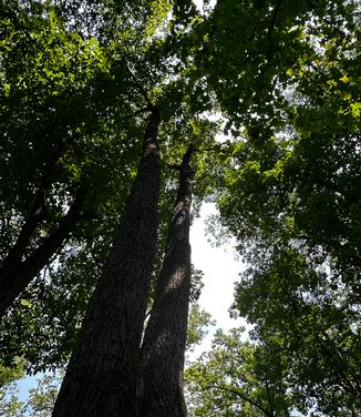 Quercus montana (form. Q. prinus) - Chestnut Oak from Pleasant Run Nursery