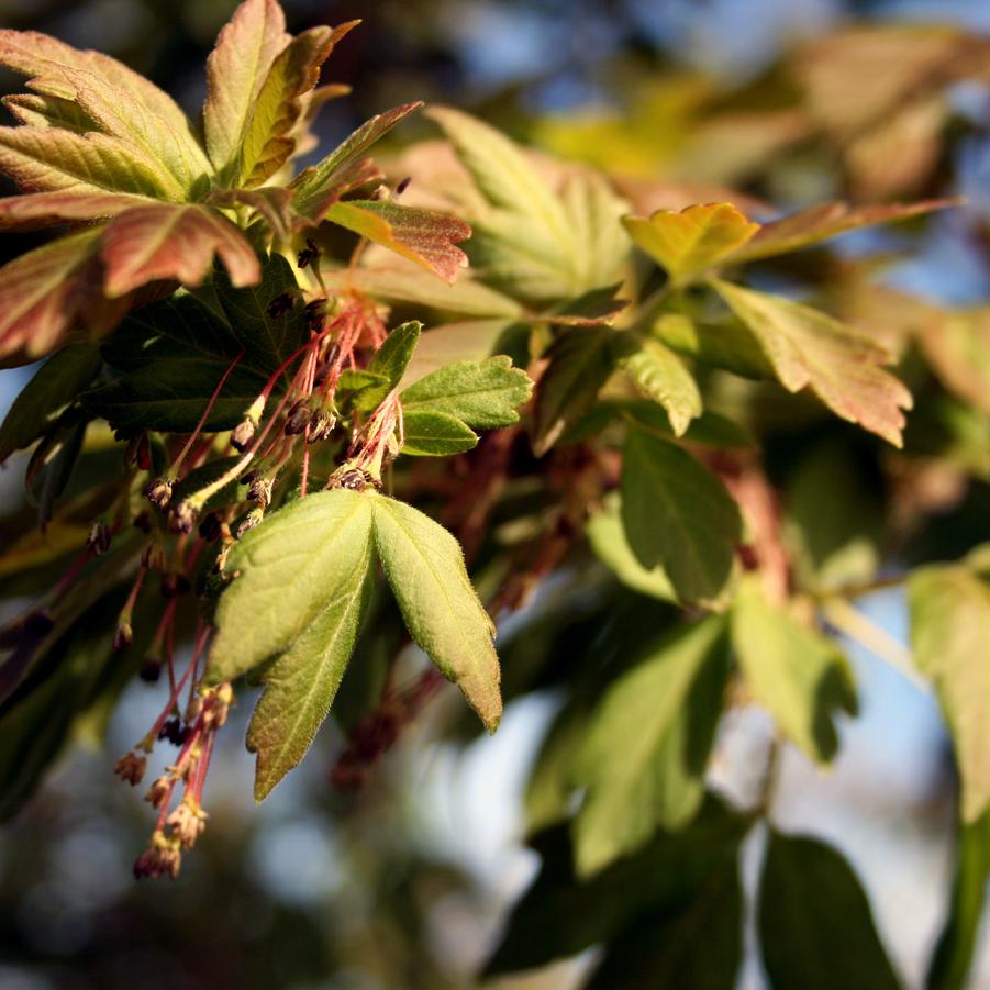Acer negundo 'Sensation' - Box Elder from Pleasant Run Nursery