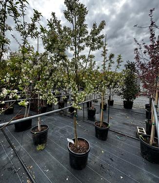 Malus x 'Sugar Tyme' - Crabapple from Pleasant Run Nursery