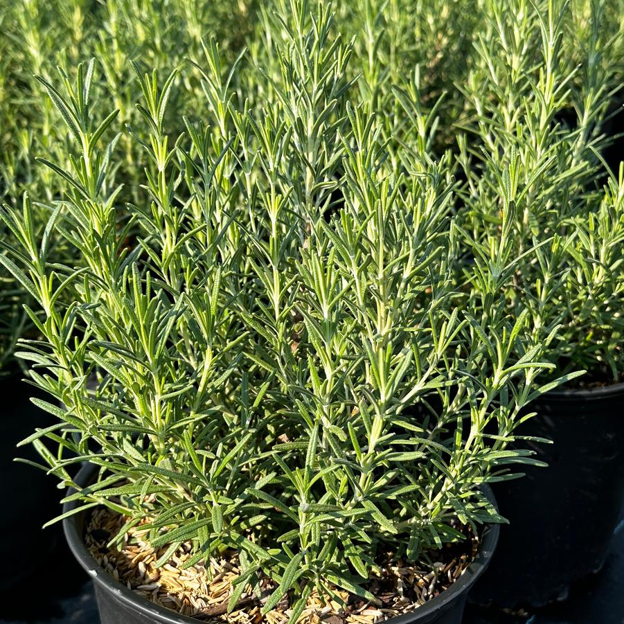 Rosmarinus officinalis 'Arp' - Rosemary from Pleasant Run Nursery