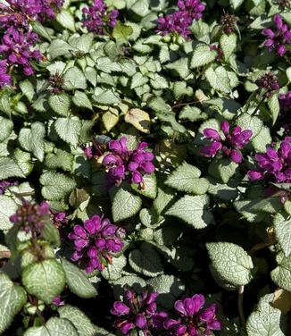 Lamium maculatum 'Beacon Silver' - Beacon Silver Spotted Nettle from Pleasant Run Nursery